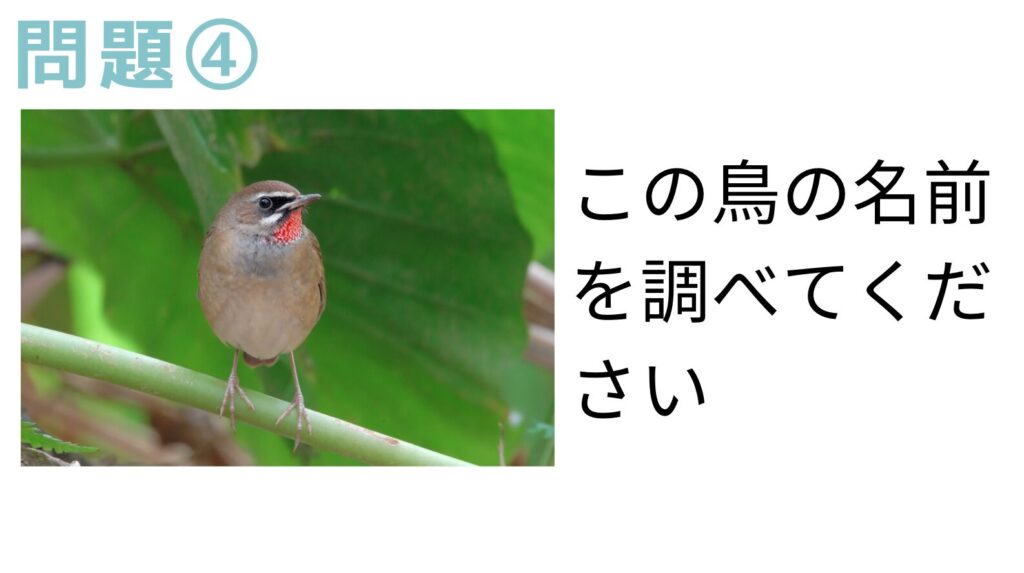 問題：この鳥の名前を調べてください